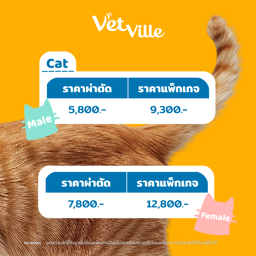 ราคาโปรแกรมทำหมันที่โรงพยาบาลสัตว์เว็ทวิลล์
