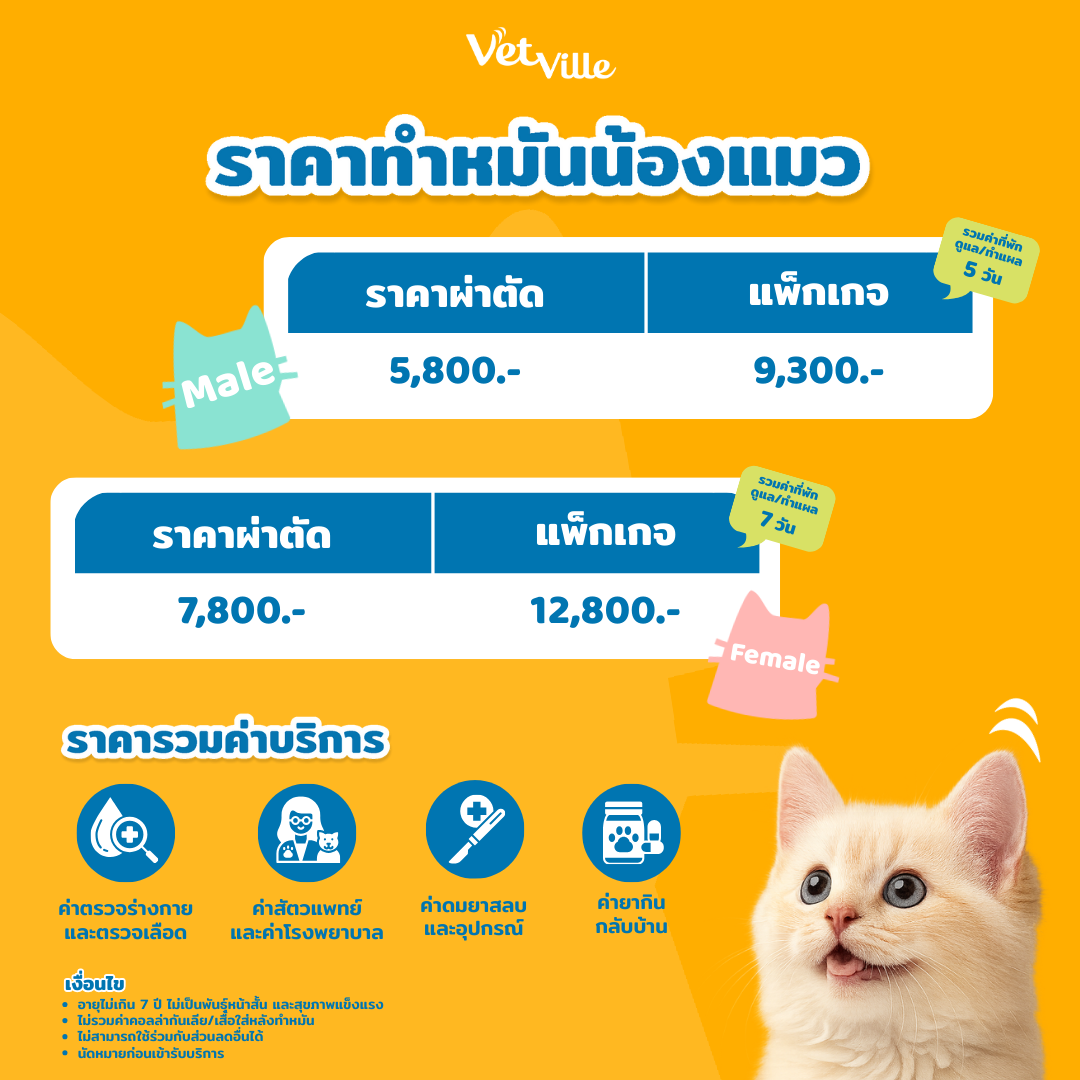 ทำหมันแมว