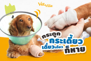 กระดูกกระเดี้ยว เดี๋ยวเดียวก็หาย