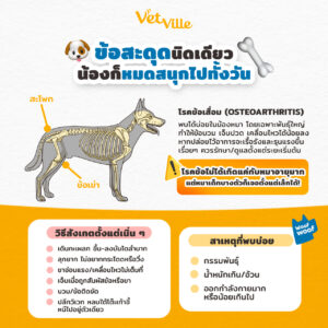 สาเหตุและการสังเกตอาการโรคกระดูกในสัตว์เลี้ยง