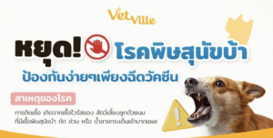 โรคพิษสุนัขบ้า ป้องกันได้ด้วยการฉีดวัคซีนสุนัขและแมว