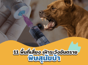 11 พื้นที่เสี่ยงเฝ้าระวังพิษสุนัขบ้า