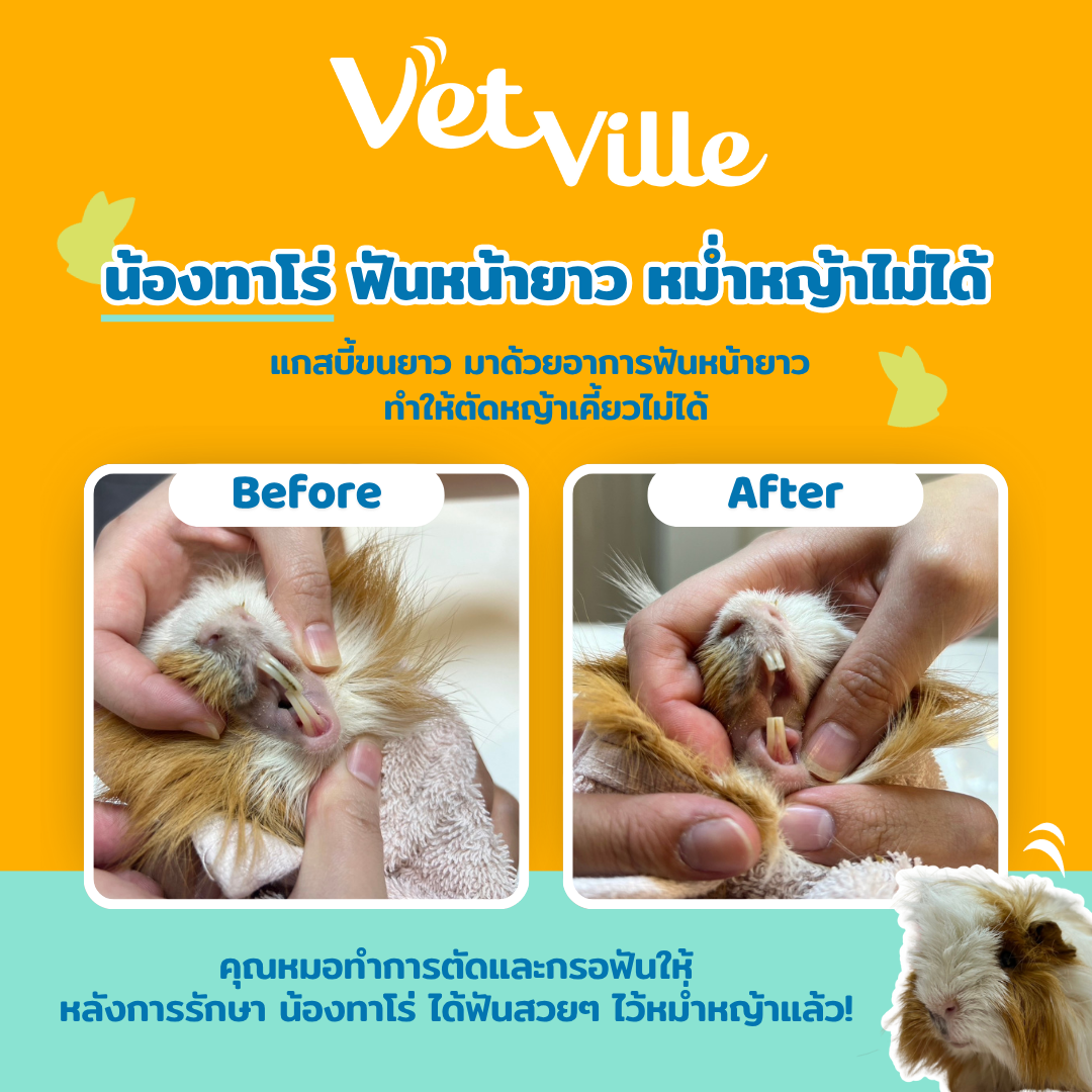 เคสการรักษาที่โรงพยาบาลสัตว์เว็ทวิลล์ ตัดฟันแกสบี้