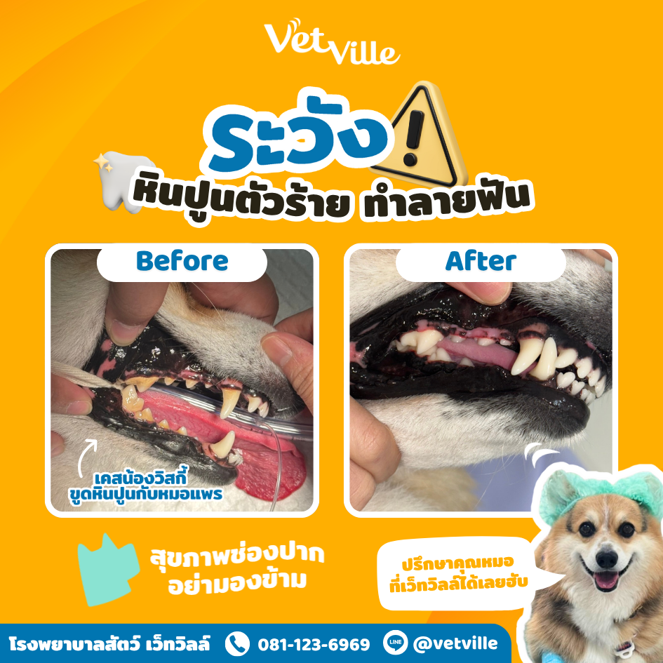 ขูดหินปูนที่โรงพยาบาลสัตว์เว็ทวิลล์
