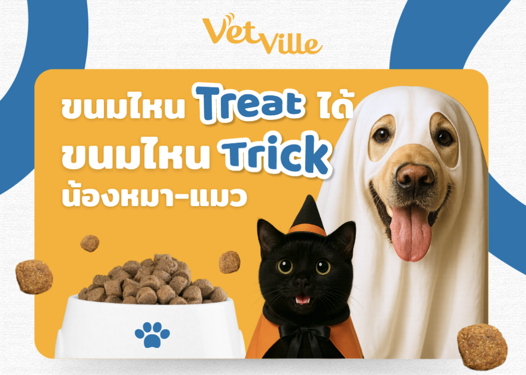 Vetville พาเช็ค ขนมไหน Treat ได้ ขนม Trick น้องหมาน้องแมว