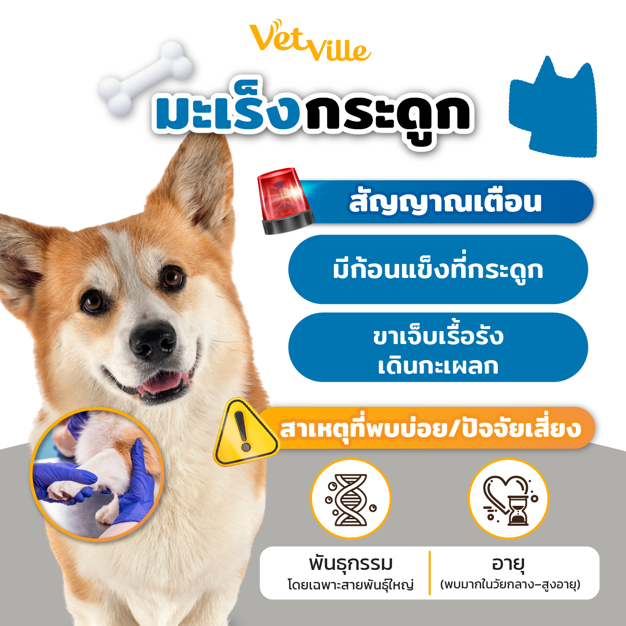 มะเร็งกระดูกในสัตว์เลี้ยง