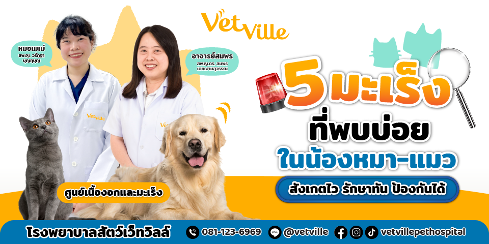 สัตวแพทย์ศูนย์เนื้องอกและมะเร็ง