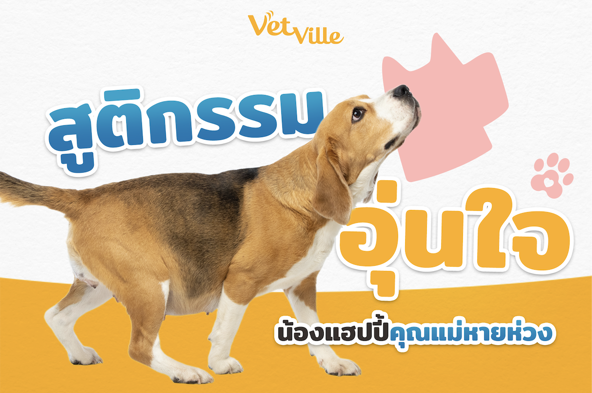 สูติกรรมอุ่นใจ น้องแฮปปี้ คุณแม่หายห่วง สื่อถึงบริการดูแลสุขภาพและสูติกรรมสัตว์เลี้ยงโดยทีมสัตวแพทย์ Vetville ที่ใส่ใจ ปลอดภัย และเชื่อถือได้