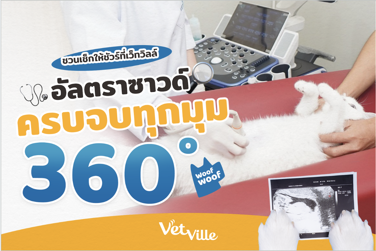 อัลตราซาวด์สัตว์เลี้ยงที่ Vetville ตรวจครบทุกมุม 360 องศา ด้วยเครื่องมือทันสมัย ช่วยวินิจฉัยสุขภาพสุนัขและแมวอย่างแม่นยำ เห็นภาพภายในชัดเจนแบบเรียลไทม์