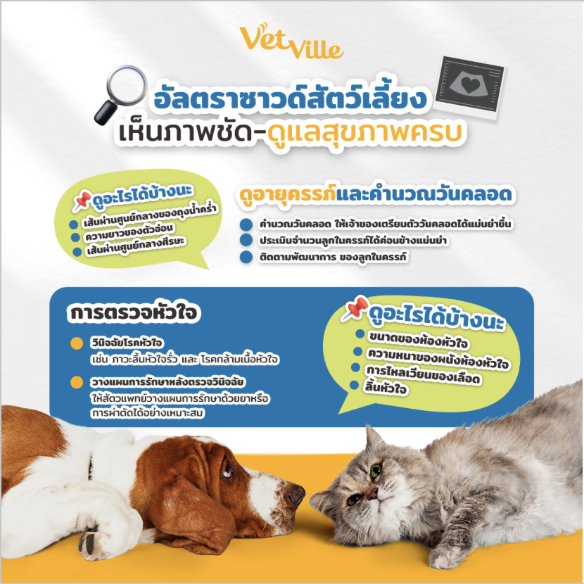 บริการอัลตราซาวด์สัตว์เลี้ยง Vetville ตรวจครรภ์ ตรวจหัวใจ และประเมินสุขภาพภายใน เห็นภาพชัด ช่วยดูแลสุขภาพสุนัขและแมวแบบครบวงจร