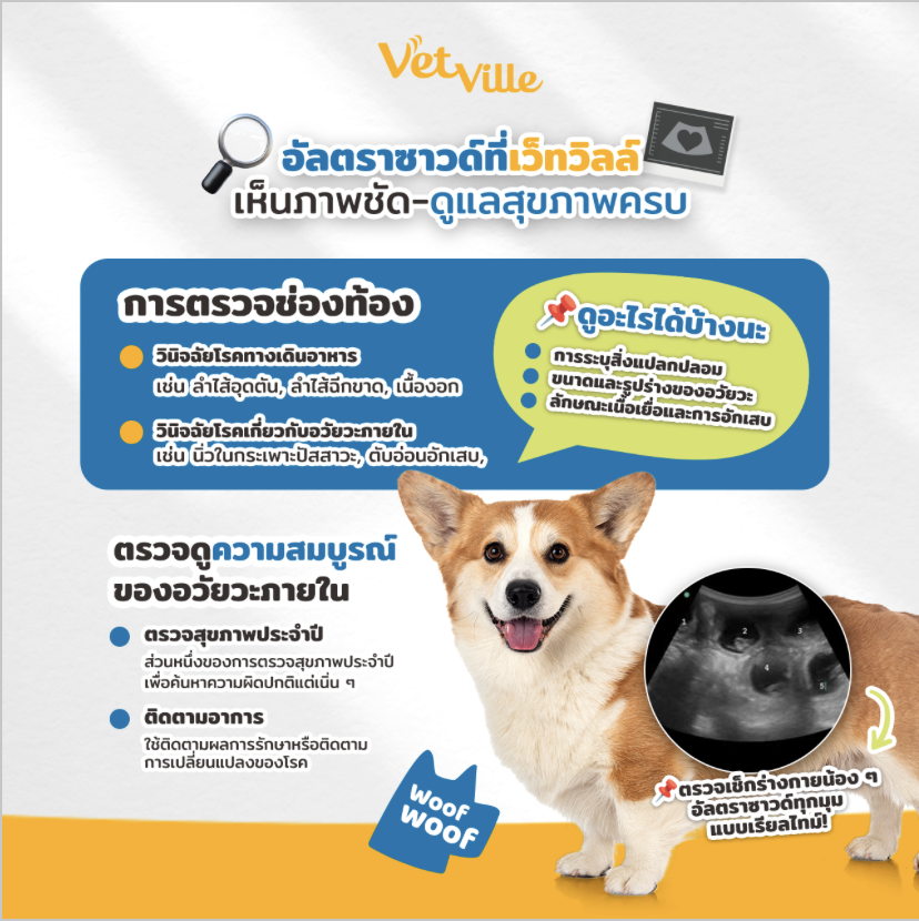 อัลตราซาวด์ช่องท้องสัตว์เลี้ยงที่ Vetville ตรวจอวัยวะภายใน เช่น ตับ ไต และกระเพาะอาหาร พร้อมติดตามสุขภาพสุนัขแบบละเอียดด้วยเครื่องมือมาตรฐานสัตวแพทย์
