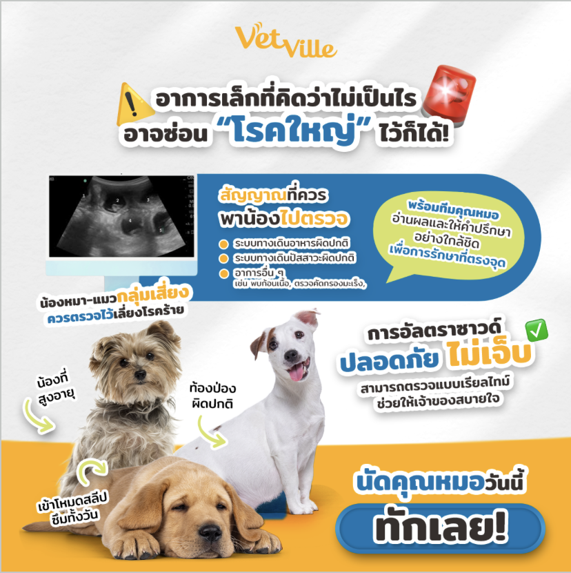 สัญญาณเตือนโรคในสัตว์เลี้ยง เช่น ซึม เบื่ออาหาร หรือท้องป่อง สามารถตรวจด้วยอัลตราซาวด์ที่ Vetville ได้อย่างปลอดภัย ไม่เจ็บ ช่วยวินิจฉัยโรคได้ตรงจุด
