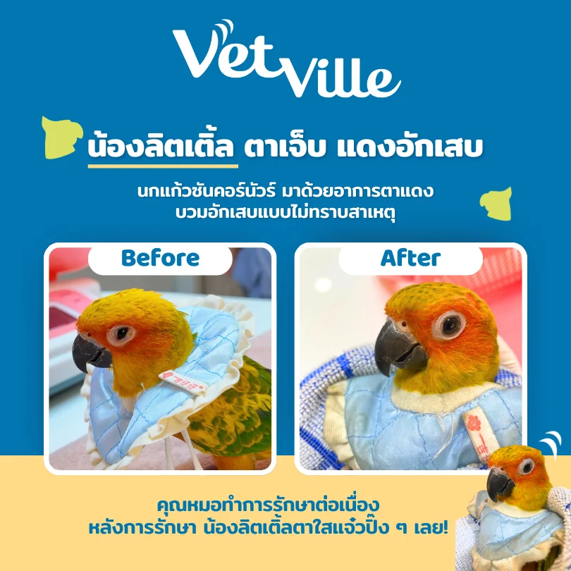 นกแก้วซันคอร์นัวร์ รักษา