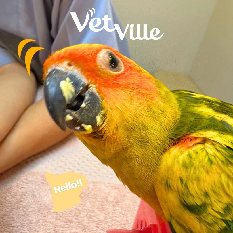 นกแก้วซันคอร์นัวร์