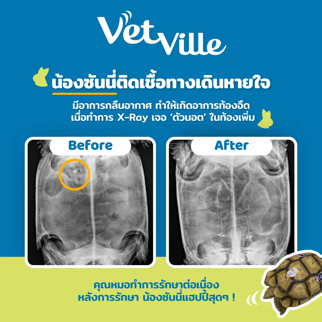 น้องเต่าป่วย