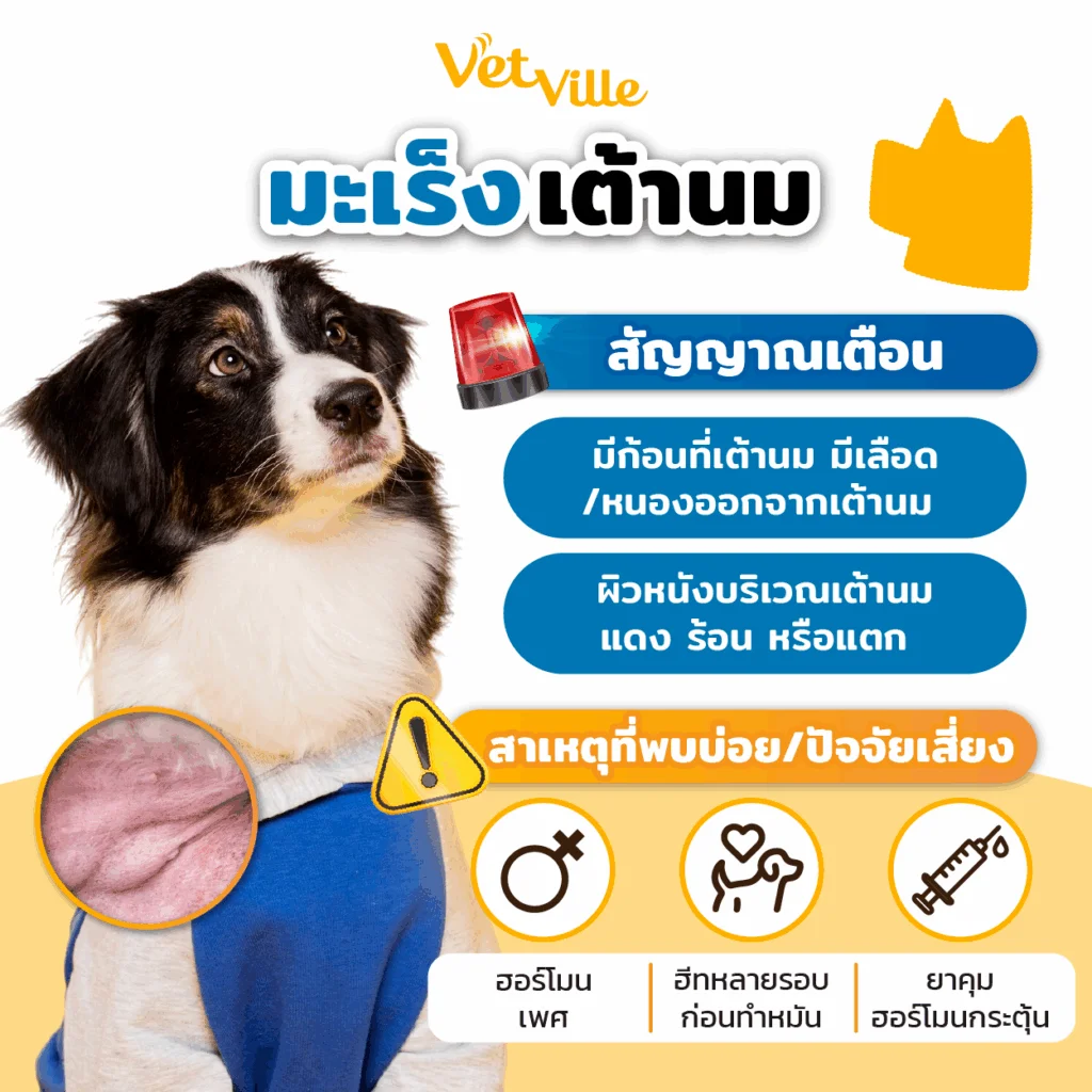 มะเร็งเต้านม หมา แมว