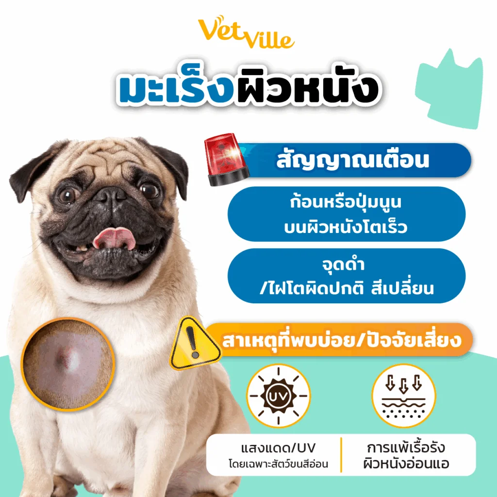 มะเร็งผิวหนัง หมา แมว