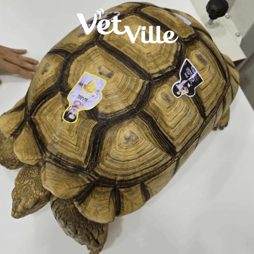 น้องเต่าป่วย