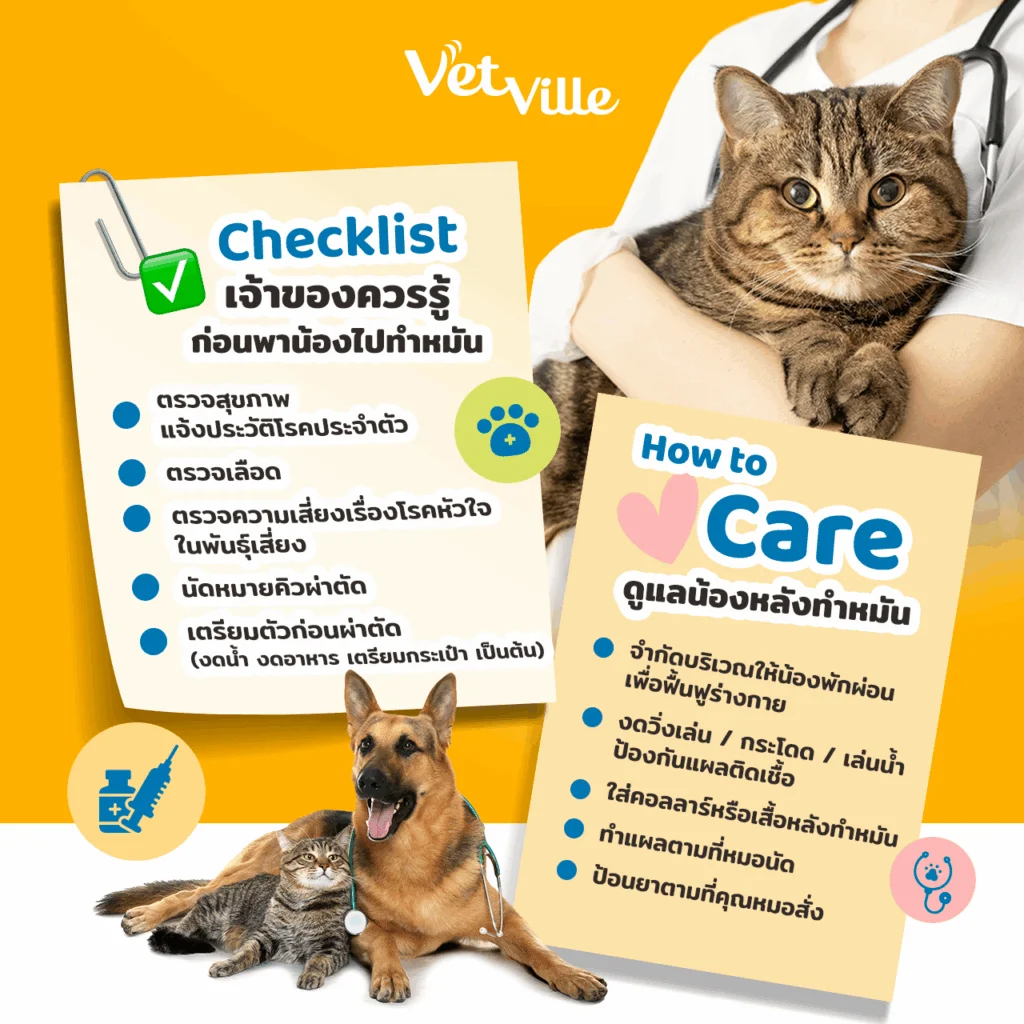 เจ้าของควรรู้ก่อนพาน้องไปทำหมัน