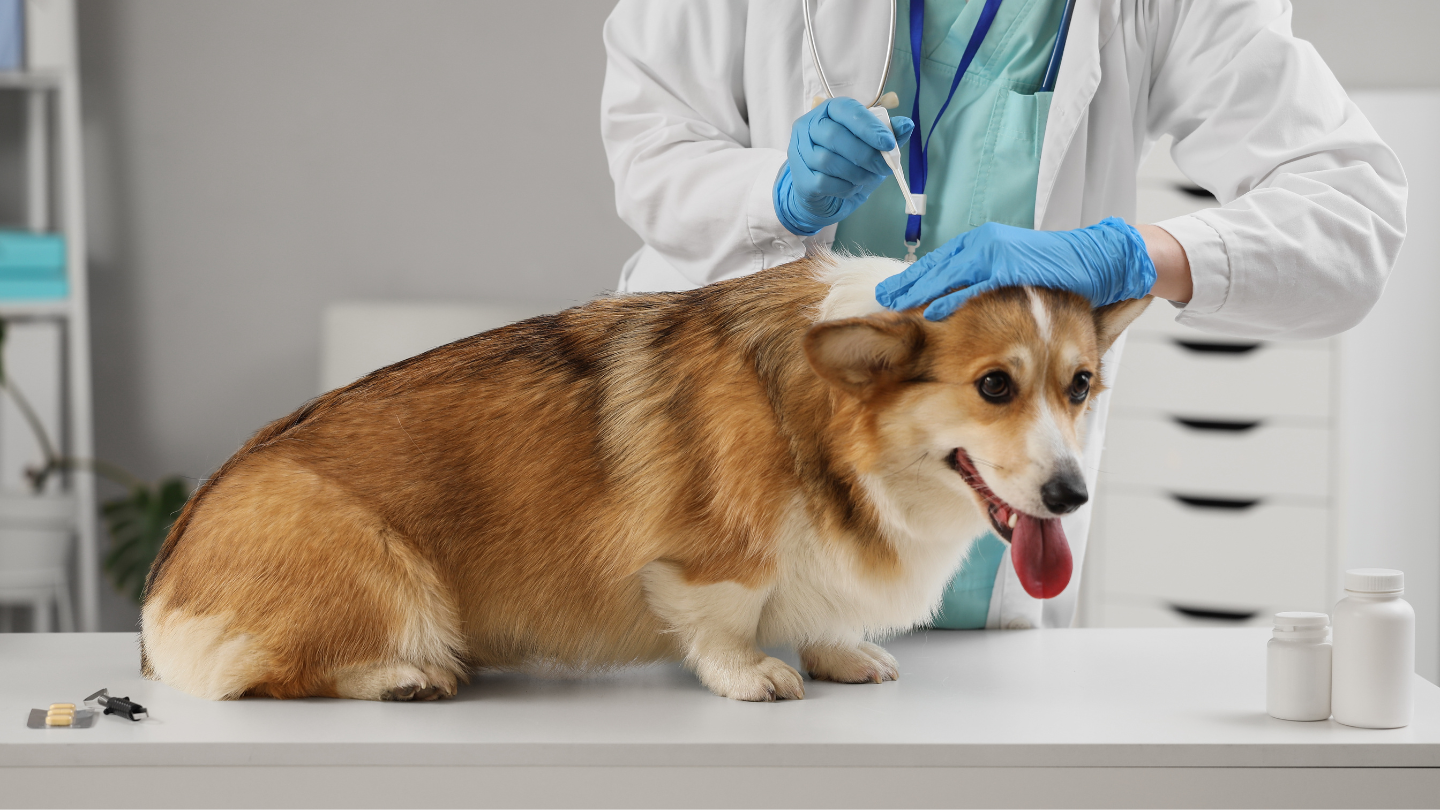 Flea and tick spot-on treatment