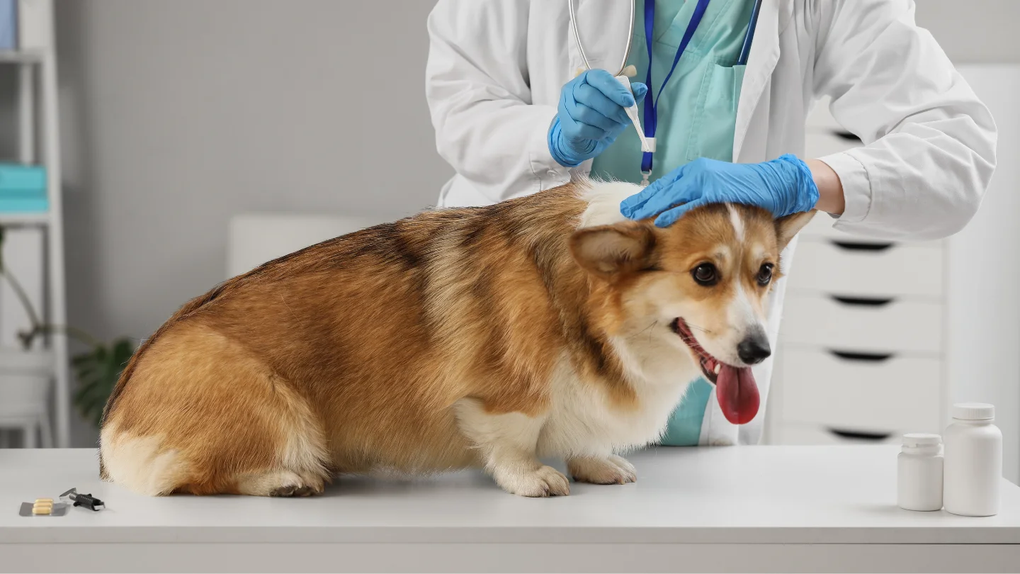 Flea and tick spot-on treatment