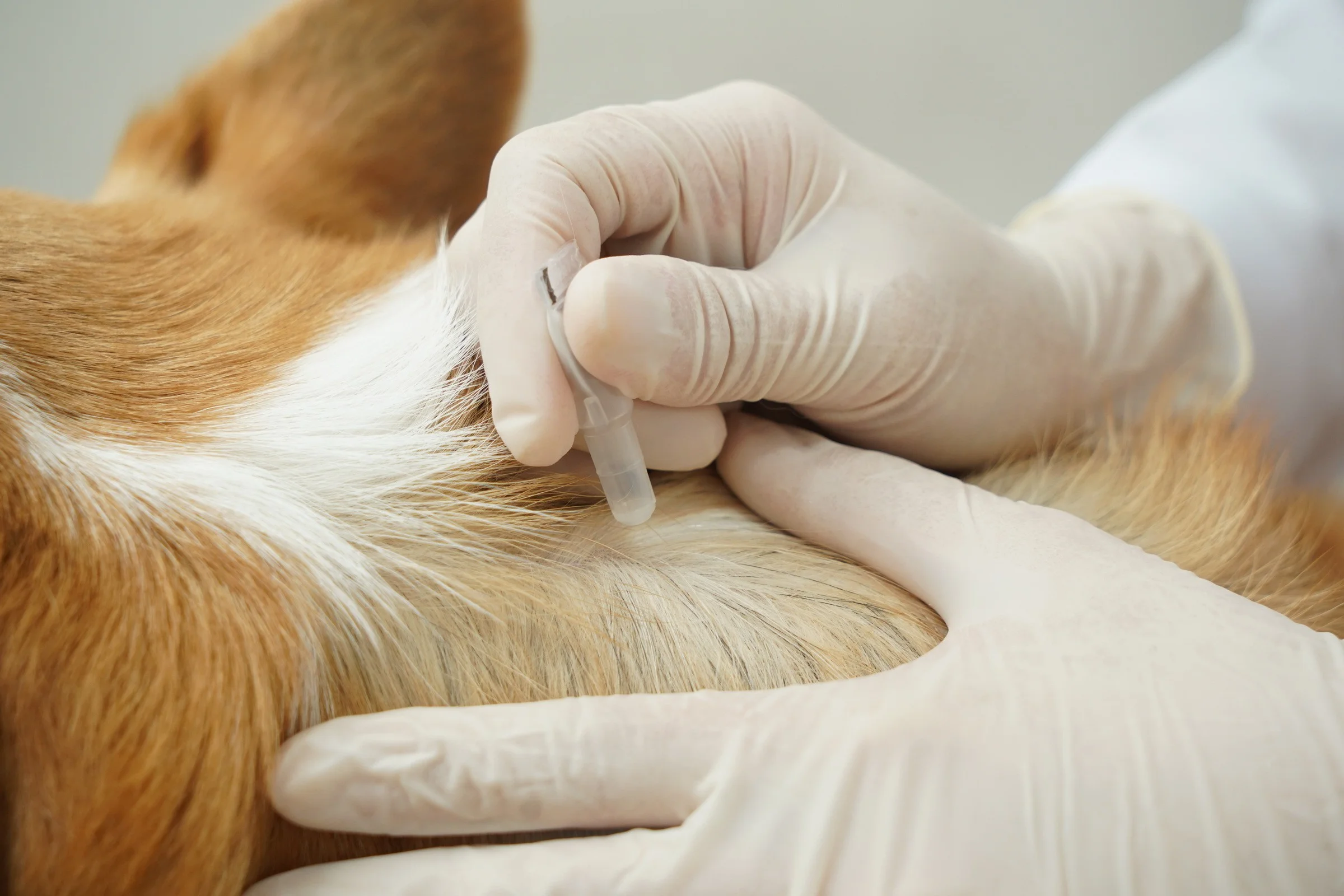 เห็บ-หมัด วายร้ายของสัตว์เลี้ยง