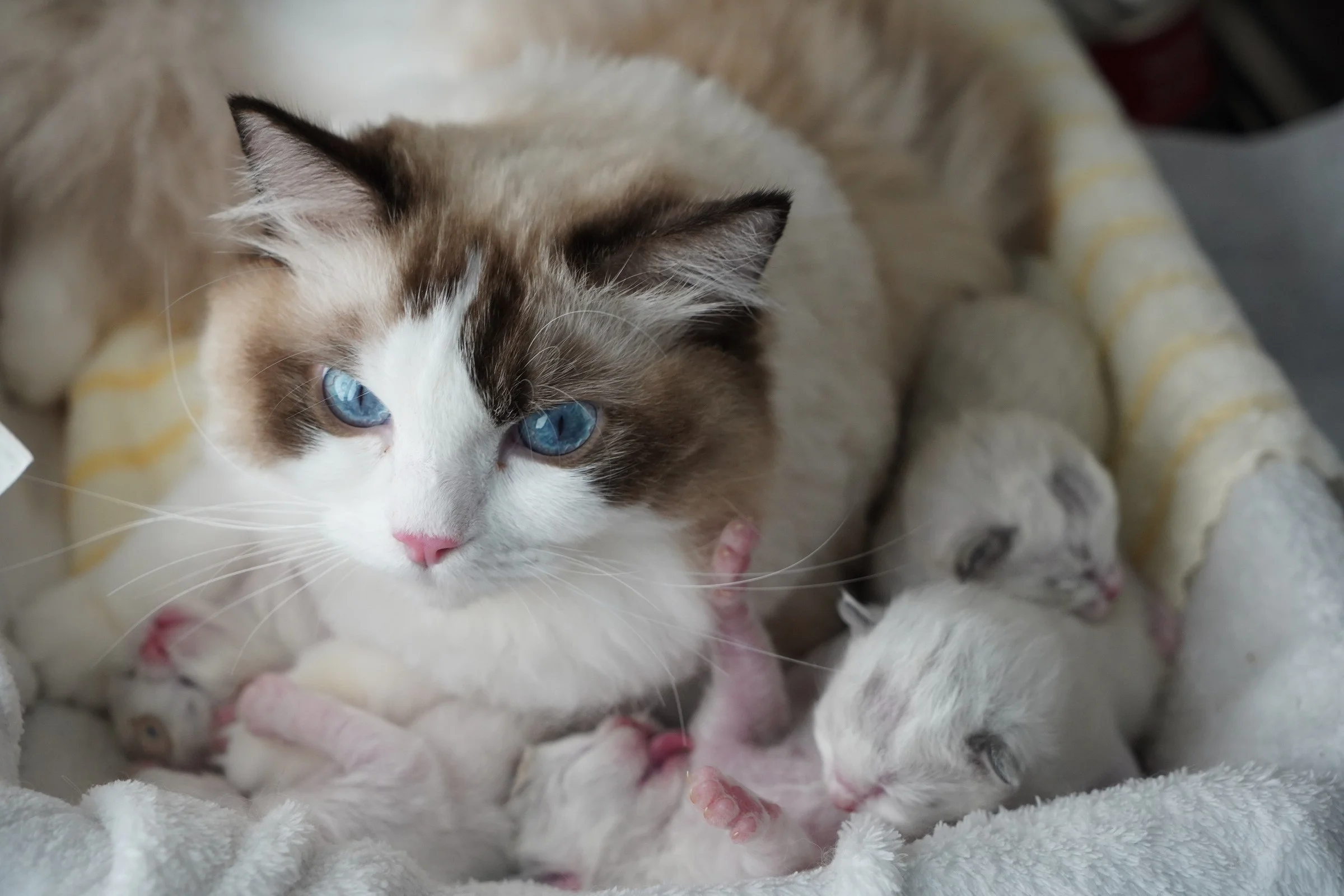 ทำไมต้องทำหมันให้น้อง