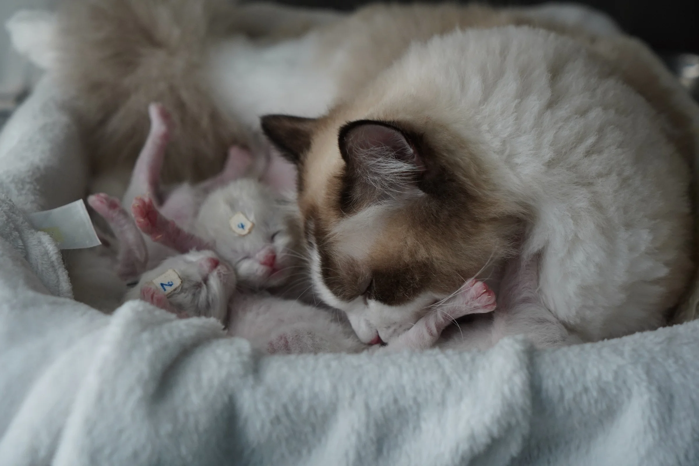 โปรแกรมฝากครรภ์สัตว์เลี้ยง