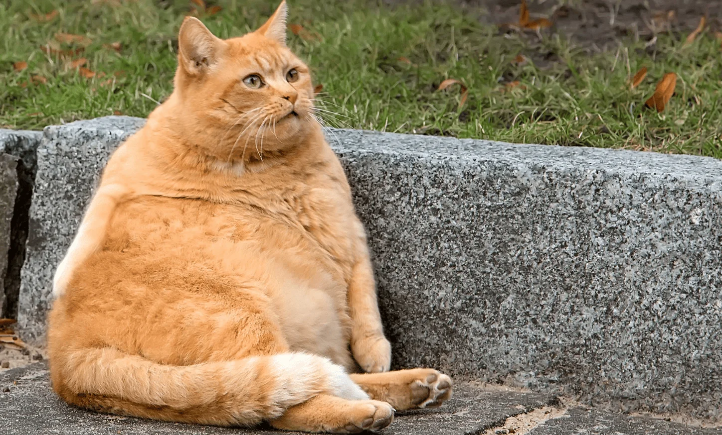 น้องแมว น้ำหนักเกิน