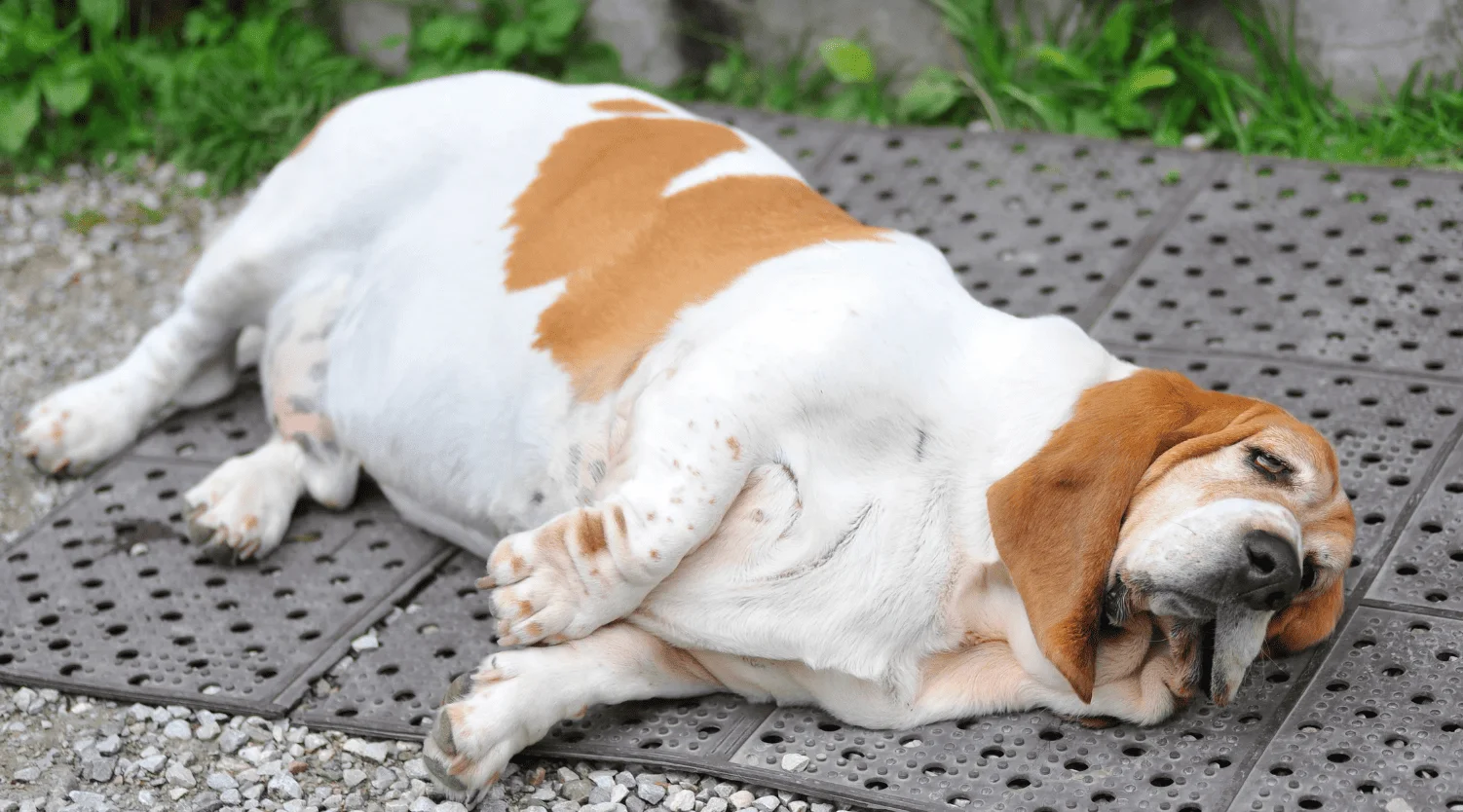 น้องหมา น้ำหนักเกิน