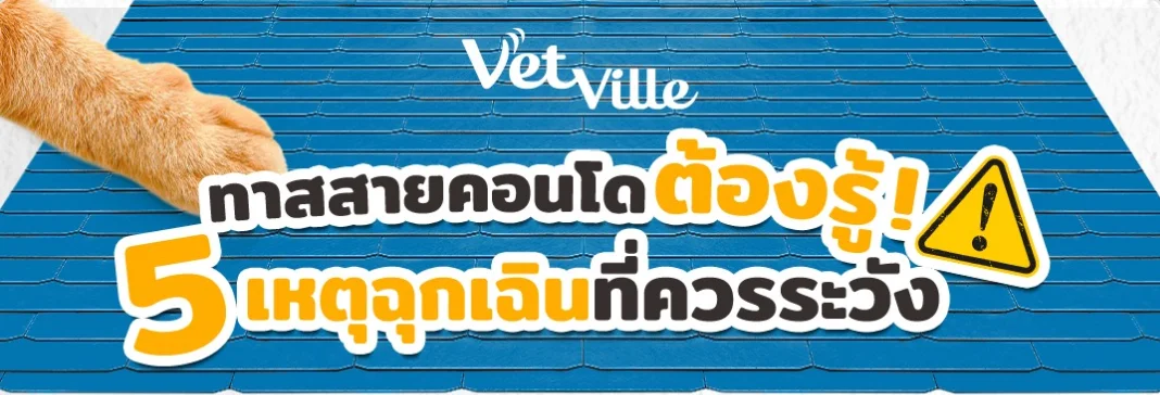 5 เหตุฉุกเฉินควรระวังสำหรับน้องแมวในคอนโด