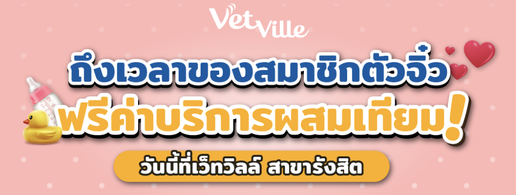 โปรโมชั่นผสมเทียมสุนัข Vetville ฟรีค่าบริการ สำหรับสมาชิก พร้อมส่วนลดค่าคลอด 20% ที่สาขารังสิต ดูแลโดยสัตวแพทย์ เริ่มวันนี้ถึง 30 มิถุนายน 2569
