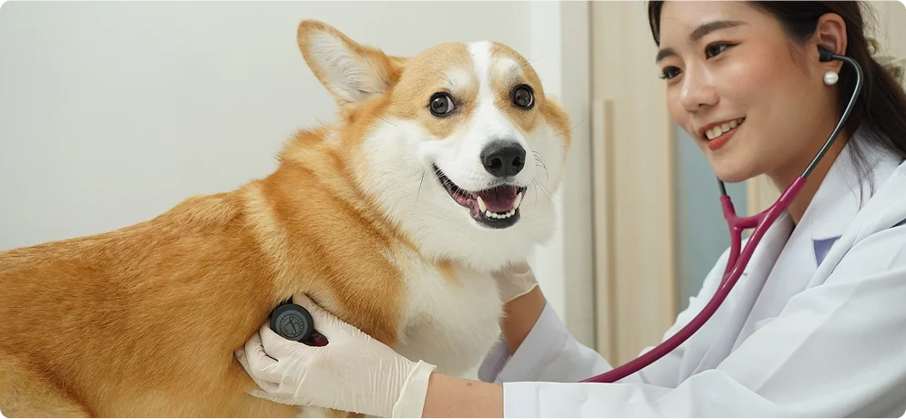 Pet Health Check up Bangkok