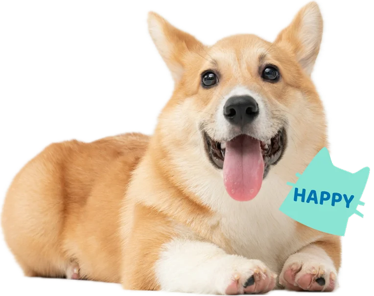 Corgi