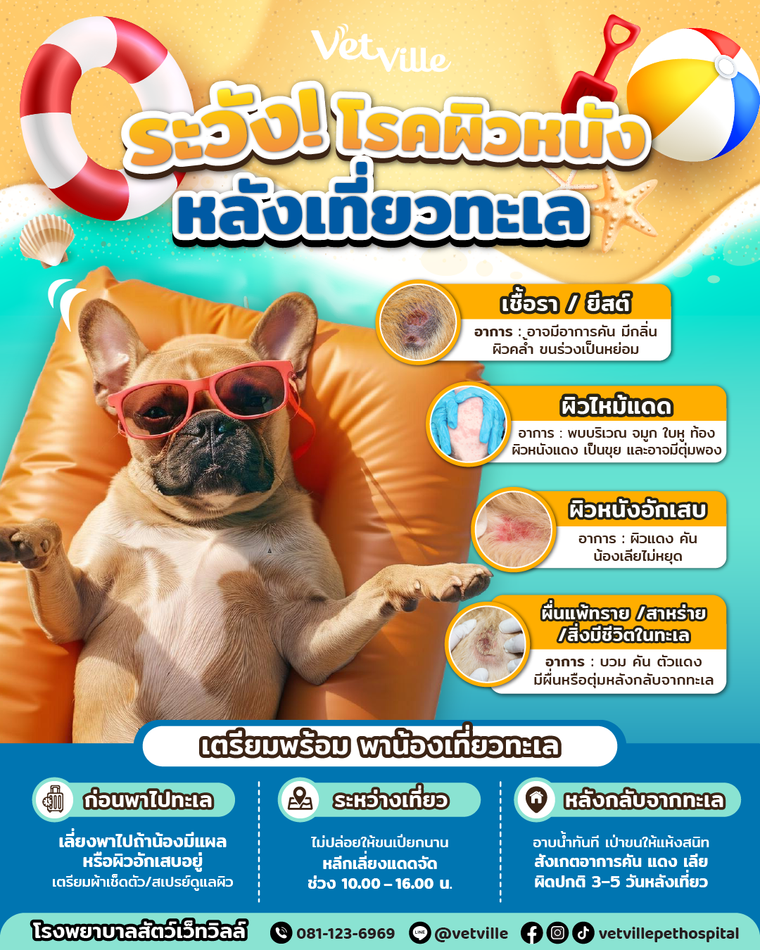 อินโฟกราฟิกโทนสีเหลือง–ฟ้าแบรนด์ Vetville เรื่อง “ระวัง! โรคผิวหนังหลังเที่ยวทะเล” ภาพหลักเป็นสุนัขพันธุ์เฟรนช์บูลด็อกใส่แว่นกันแดดสีแดง นอนบนห่วงยางสีส้มริมทะเล พร้อมไอคอนชายหาด เช่น ห่วงยาง ลูกบอลชายหาด พลั่วทราย และเปลือกหอย ด้านขวาระบุปัญหาผิวหนังที่อาจพบหลังเที่ยวทะเล 4 อย่าง ได้แก่ เชื้อรา/ยีสต์, ผิวไหม้แดด, ผิวหนังอักเสบ, และผื่นแพ้ทราย/สาหร่าย/สิ่งมีชีวิตในทะเล พร้อมอาการเบื้องต้นของแต่ละภาวะ ช่วงล่างเป็นหัวข้อ “เตรียมพร้อม พาน้องเที่ยวทะเล” แบ่งคำแนะนำเป็น 3 ช่วงคือ ก่อนพาไปทะเล ระหว่างเที่ยว และหลังกลับจากทะเล โดยแนะนำหลีกเลี่ยงพาไปหากมีแผลหรือผิวอักเสบ, ไม่ปล่อยให้ขนเปียกนานและหลีกเลี่ยงแดดจัดช่วง 10.00–16.00 น., และอาบน้ำเป่าขนให้แห้งทันทีหลังกลับ พร้อมสังเกตอาการคัน แดง หรือผื่นผิดปกติภายใน 3–5 วัน มีโลโก้ Vetville และข้อมูลติดต่อด้านล่าง เช่น เบอร์โทร 081-123-6969, LINE @vetville และโซเชียล vetvillepethospital