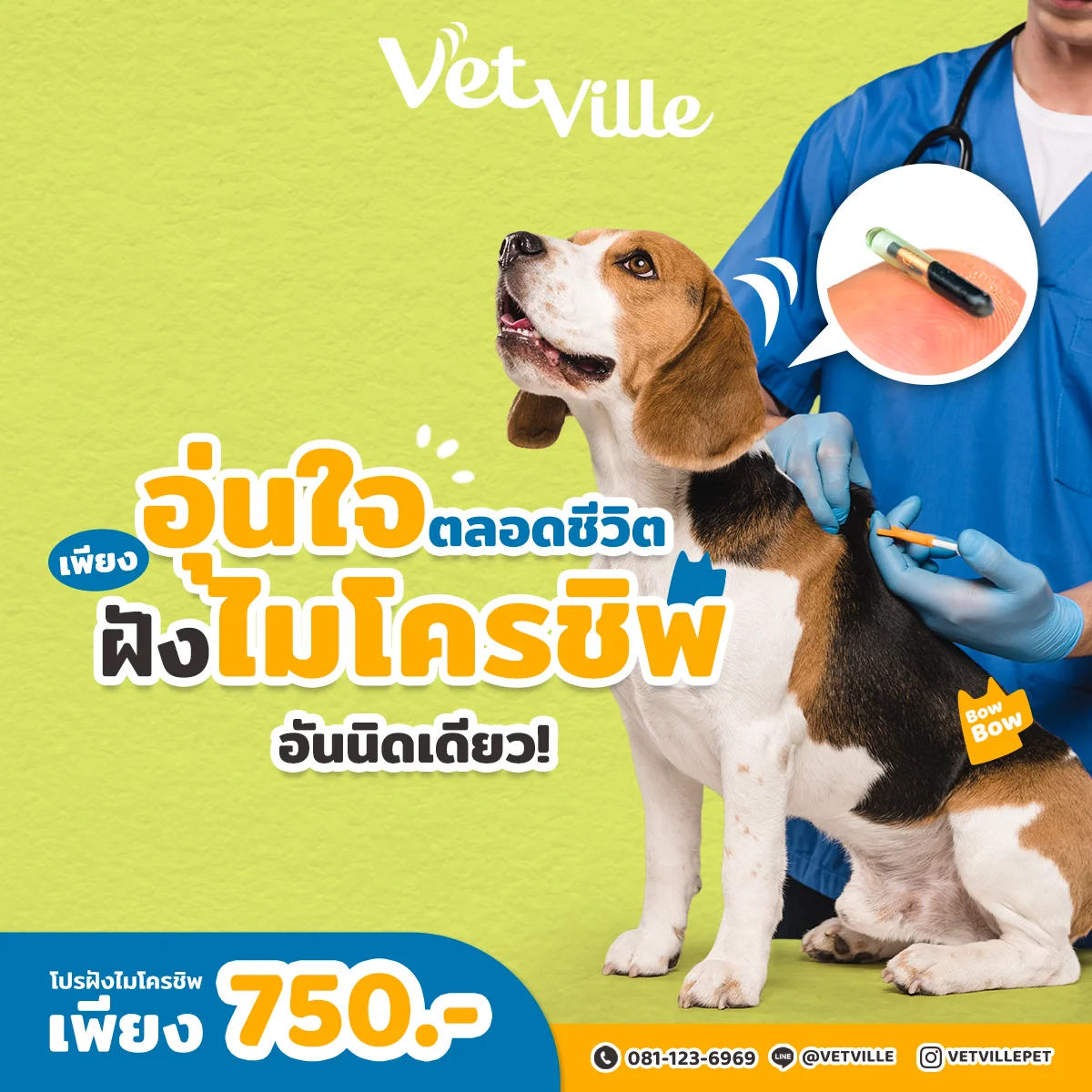 โปรแกรมฝังไมโครชิพสัตว์เลี้ยง