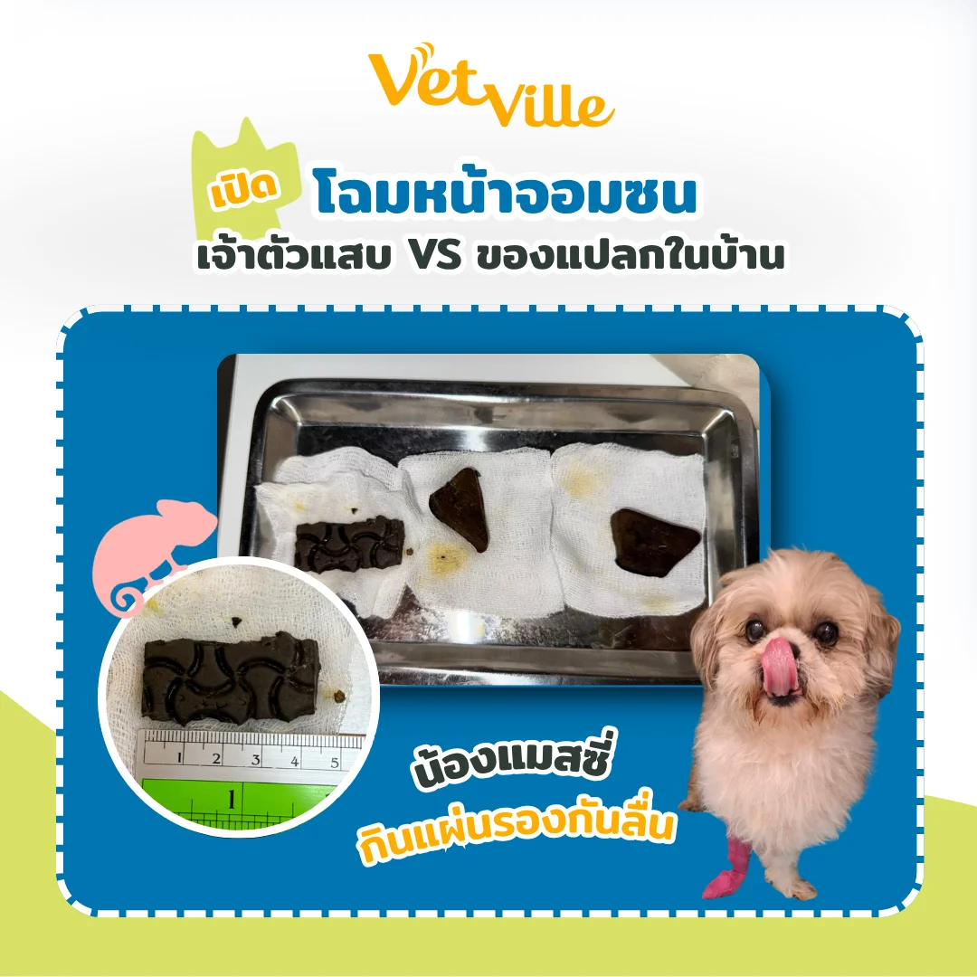 น้องหมาแสนซน