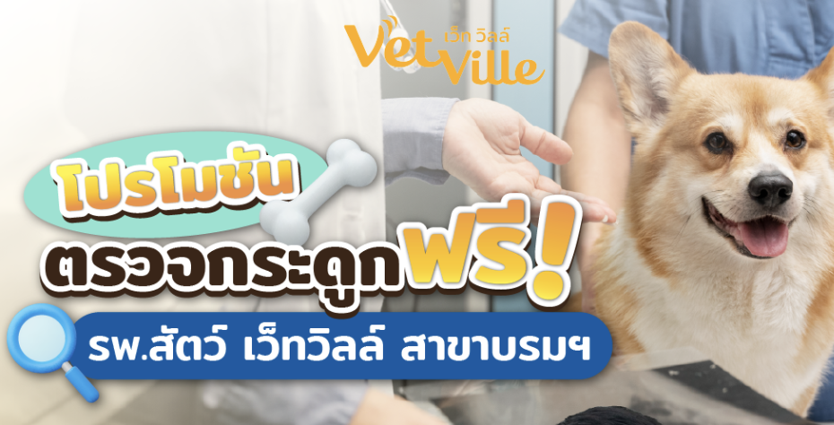 โปรโมชันตรวจกระดูกฟรี ที่โรงพยาบาลสัตว์เว็ทวิลล์
