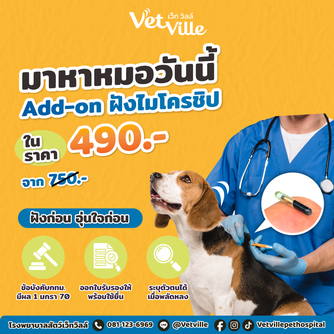 โปรโมชัน Vetville สำหรับลูกค้าที่พาสุนัขและแมวมาหาหมอวันนี้ สามารถ Add-on ฝังไมโครชิพได้ในราคา 490 บาท จากปกติ 750 บาท พร้อมข้อความ “ฝังก่อน อุ่นใจก่อน” ระบุประโยชน์ เช่น ข้อบังคับ กทม. มีผล 1 ม.ค. 70, ออกใบรับรองให้พร้อมใช้ยื่น และระบุตัวตนได้เมื่อพลัดหลง ภาพประกอบเป็นสุนัขกำลังรับการฝังไมโครชิพโดยสัตวแพทย์ พร้อมช่องทางติดต่อ Vetville โทร 081-123-6969 และ LINE @Vetville.