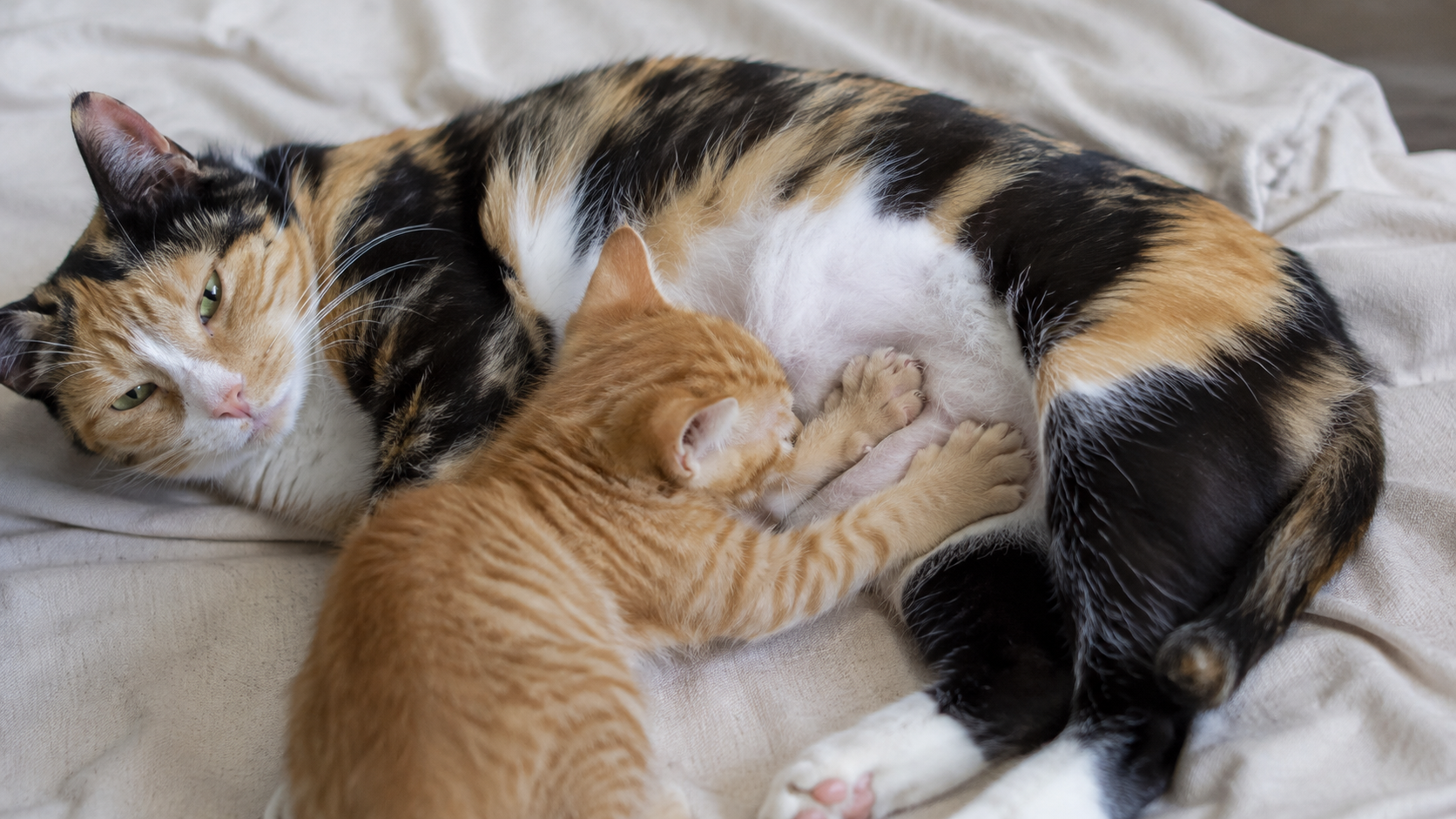 ลูกแมวนวดท้องแม่ขณะกินนม จุดเริ่มต้นของพฤติกรรม cat kneading