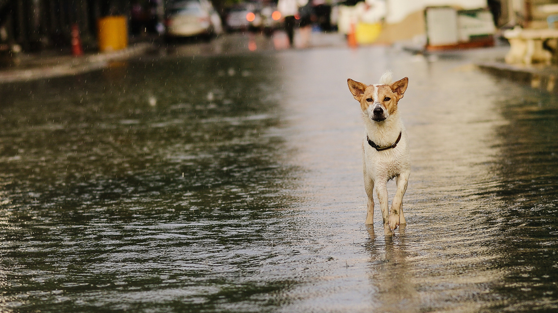 สุนัขสัมผัสน้ำขังหลังฝนตก เสี่ยงได้รับเชื้อ Leptospira ที่เป็นสาเหตุของโรคฉี่หนูในสุนัข